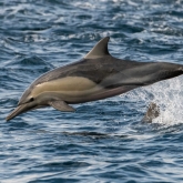 Shell Island Boat Tours
