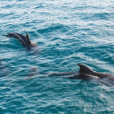Panama City Beach Boat Tours 