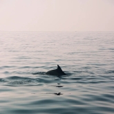 Visit Shell Island